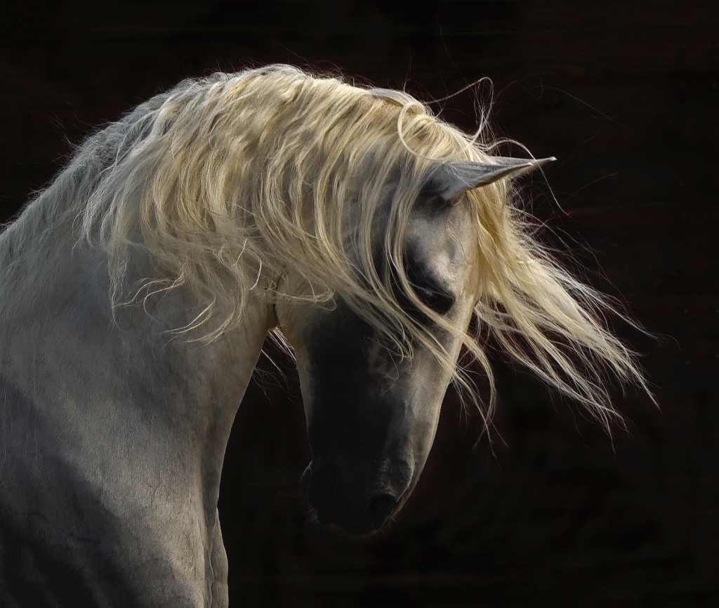 Photograph of a white horse, Unicorn by Tony Stromberg
